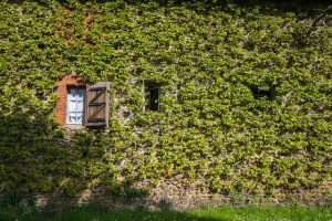 Lire la suite à propos de l’article 6 idees de decoration murale vegetale